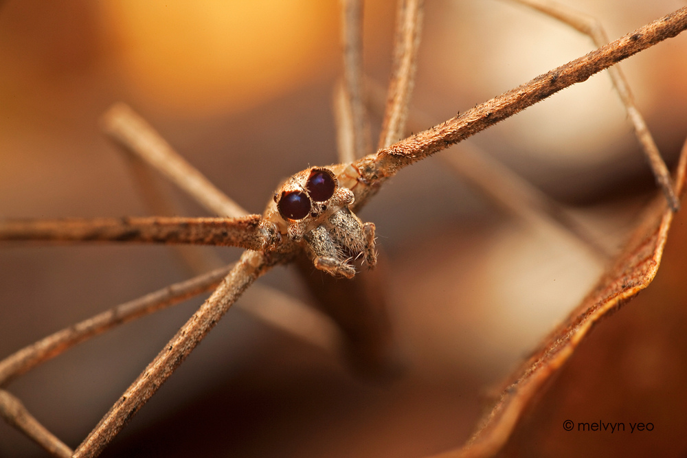 Ogre-faced spider